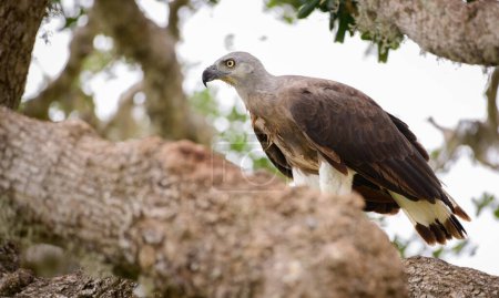 Aigle à tête grise perche sur un arbre gros plan vue de côté au parc national de Yala.