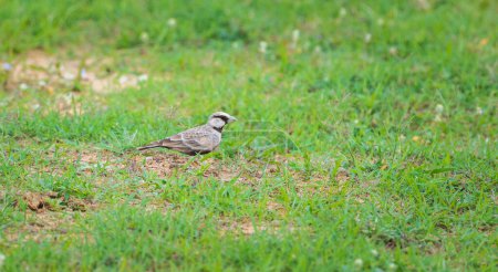 Ashy-crowned sparrow-lark on the grass field searching for food at Yala national park, Sri Lanka.