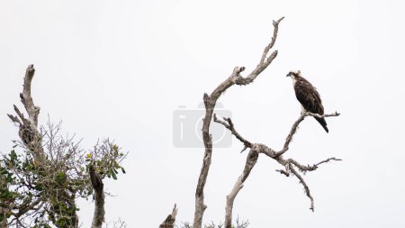 Osprey perch on a dead tree branch high above the water stream, Osprey bird isolated against the gloomy grey sky.