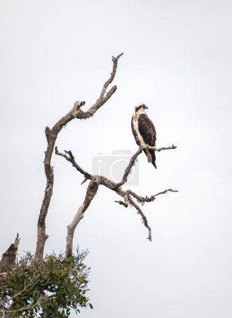 Osprey se posa en una rama de árbol muerta en lo alto de la corriente de agua, ave Osprey aislada contra el sombrío cielo gris.