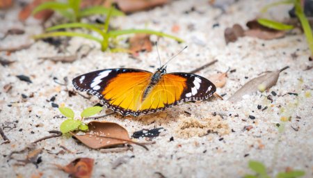 Plain Tiger Butterfly obtiene minerales de la arena húmeda en el parque nacional de Yala, Sri Lanka.
