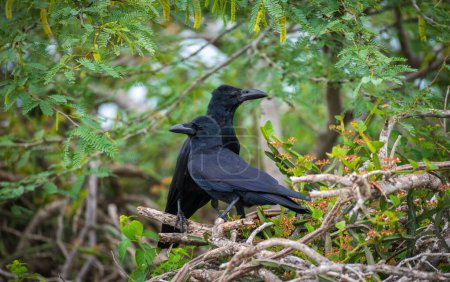 Large-billed crow pair seen at Yala national park.