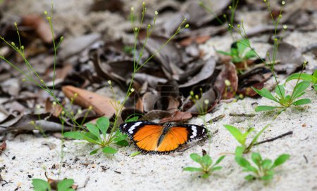 Plain Tiger Butterfly obtiene minerales de la arena húmeda en el parque nacional de Yala, Sri Lanka.