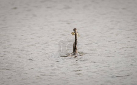 Photo for Oriental darter with a fish, dives underwater and resurface with fish between beaks, in the lagoon at bundala national park. - Royalty Free Image