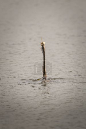 Téléchargez les photos : Dard d'Orient attrapant un poisson d'eau douce dans un lagon au parc national de Bundala. - en image libre de droit