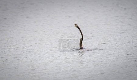 Photo for Oriental darter catching a freshwater fish in a lagoon at Bundala national park. - Royalty Free Image