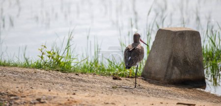 Godwit de cola negra de pie sobre un pie, descansando en la orilla de una laguna en el parque nacional Bundala, Sri Lanka.