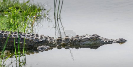 Mugger crocodile dives into the shallow lagoon water, close-up headshot of a crocodile at Bundala national park, Sri Lanka.