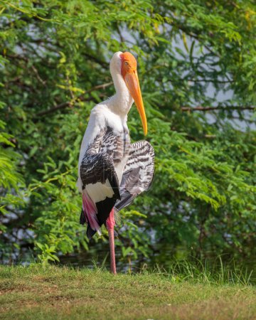 Painted stork spread wings and drying out in the sun, standing up still, at Yala national park, Sri Lanka.