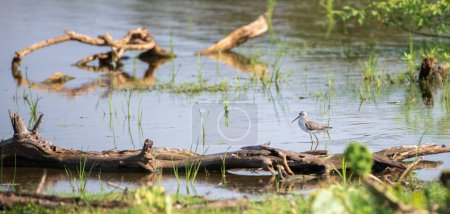 Flautista de arena de pantano (Tringa stagnatilis) hermoso hábitat natural fotografiado en el parque nacional de Bundala.