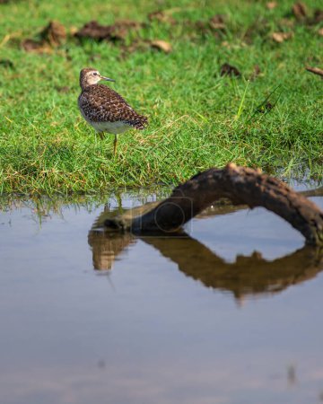 Wood sandpiper standing on the grass, edge of the water body in Bundala national park,