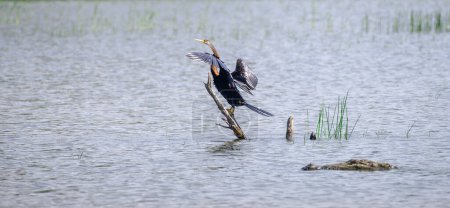 Darter oriental Secando las alas en un palo en las aguas, y el peligro acechando a la vuelta de la esquina, cocodrilo pantano nada de cerca al darter en el parque nacional de Bundala.