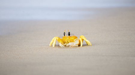 Téléchargez les photos : Crabe fantôme aux yeux de corne sur la plage de sable de l'île tropicale de Sri Lanka. Photo rapprochée de crabe fantôme jaune. - en image libre de droit