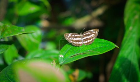Common sailor butterfly resting on a black pepper leaf.