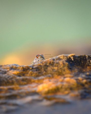 Foto de Los ojos de Mudskipper alcanzando su punto máximo desde una roca en la playa por la noche, - Imagen libre de derechos