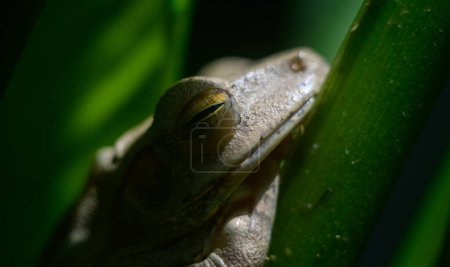 Chunam Tree frog resting in a shaded cool spot in the day time, close-up macro photo.