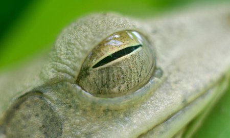 Chunam Laubfrosch Auge Nahaufnahme Makrofoto, feuchte und glänzende Froschaugen.