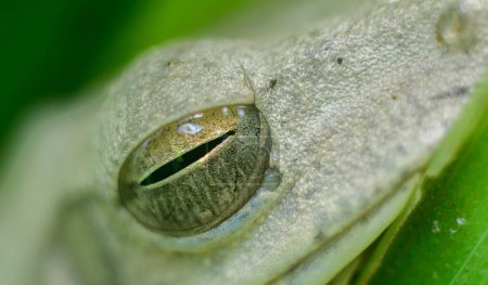 Chunam Laubfrosch Auge Nahaufnahme Makrofoto, feuchte und glänzende Froschaugen.