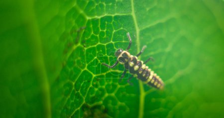 Seven-spot ladybug larva on the backside of a mango leaf close-up macro shot.