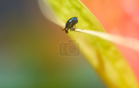 Tiny insect on the edge of a leaf close-up macro photo.