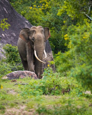 Majestuoso elefante colmillo de Sri Lanka pastando cerca de una roca en el parque nacional de Yala.