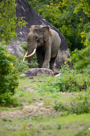 Majestic Asiatic elephant with long tusks near a rock in Yala national park. Beautiful wild elephant portrait photo.