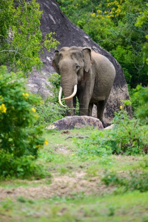Majestic Asiatic elephant roaming free in Yala national park, Sri Lankan tusker elephant photo.