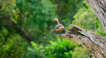Lesser whistling duck on a dead tree trunk, resting on higher ground.