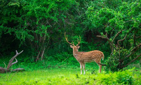 Beautiful male Sri Lankan axis deer in Yala national park. Lush greenery landscape.