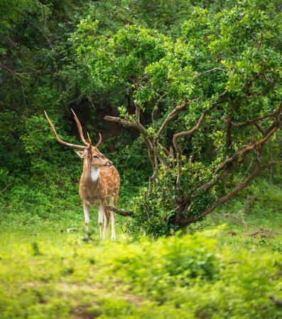 Beau cerf mâle de l'axe sri lankais dans le parc national de Yala. Paysage verdoyant luxuriant.