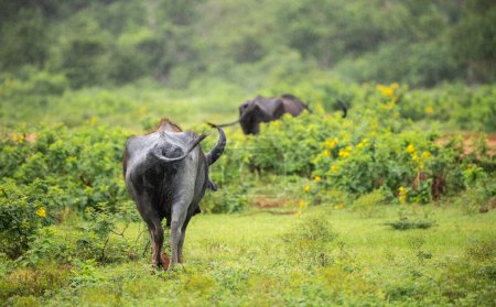 Wild buffalos in the rain, wild water buffaloes buttocks rearview photograph. lush green grass field at Yala national park.