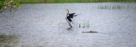 Oriental darter Drying out wings on a stick on the waters, and the danger lurking around corner, marsh crocodile swims closely to the darter at Bundala national park.