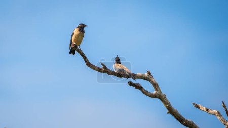 Pair of Rosy starling birds perch on a dead tree against clear blue skies. Captured on Bundala national park.