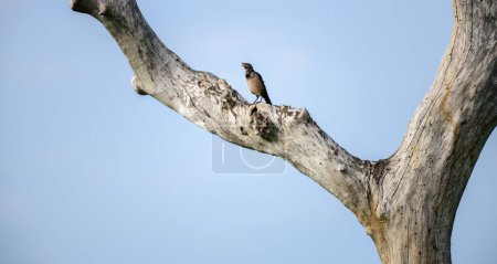 Rosy Starling on a tree trunk against the clear blue skies at Bundala national park.