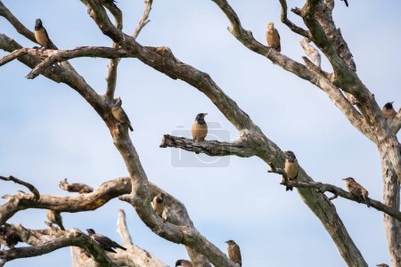 Troupeau d'oiseaux étourneaux roses chantant sur un arbre mort abattu sur le parc national de Bundala.