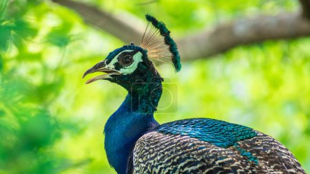 Foto de Hermoso salvaje azul pavo real primer plano retrato disparo, - Imagen libre de derechos