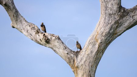 Pareja de estorninos rosados en un gran tronco de árbol contra los cielos azules claros en el parque nacional de Bundala.
