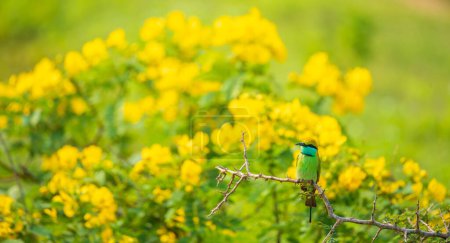 Asian green bee eater bird perch, beautiful yellow wildflower blossoms in the background.