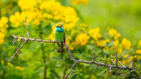 Green bee eater and beautiful yellow wildflower blossoms at yala national park.
