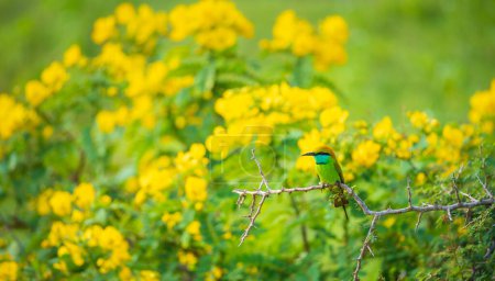 Asiatische grüne Bienenfresser Vogelstange, schöne gelbe Wildblumenblüten im Hintergrund.