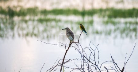 Garza de estanque india y abeja de cola azul se posan una cerca de la otra, fotografiadas contra un cuerpo de agua de lagunas en el parque nacional de Bundaa por la mañana.