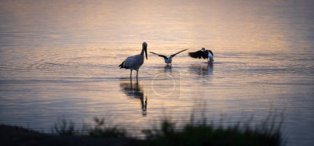 Asiatischer Tagschnabelstorch und zwei Stelzenvögel in der Lagune, flaches Wasser, Lichtreflexion im Sonnenuntergang auf der Wasseroberfläche im Bundala Nationalpark.
