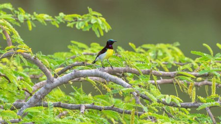 Púrpura pájaro solar en el parque nacional de Bundala, Sri Lanka.