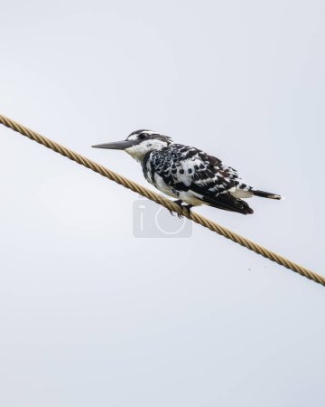 Isolated Pied kingfisher perch on a telephone wire, photograph against the clear skies.