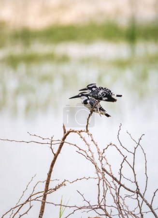 Beautiful Pair of Pied Kingfisher birds hunting near the lagoon waterbody in the morning at Bundala National Park.