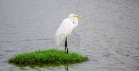 Beautiful Great white egret Standing still on a green grass patch surrounded by the lagoon water in Bundala national park.
