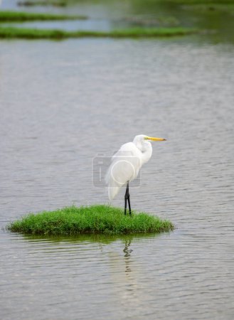 Beautiful Great white egret Standing still on a green grass patch surrounded by the lagoon water in Bundala national park.