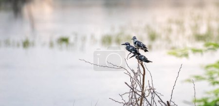 Caza de tres pájaros martín pescador cerca del cuerpo de agua de la laguna en la hermosa mañana en el Parque Nacional Bundala.