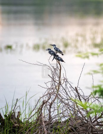 Foto de Caza de tres pájaros martín pescador cerca del cuerpo de agua de la laguna en la hermosa mañana en el Parque Nacional Bundala. - Imagen libre de derechos