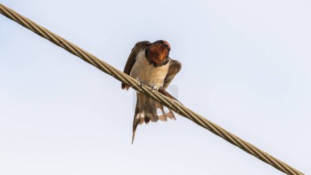 Foto de Granero Tragar pájaro primer plano en un cable telefónico. - Imagen libre de derechos